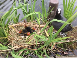 Meerkoet kuikens in nest en ei © Wil