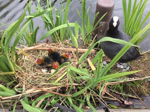 Meerkoet kuikens in nest en ei