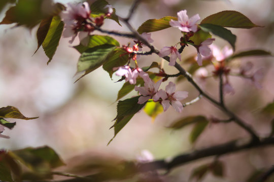 цветущая ветка сакуры © polukarovaanna