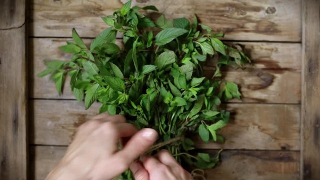 Close-up footage of female hands tying fresh mint bunch on rustic background. 