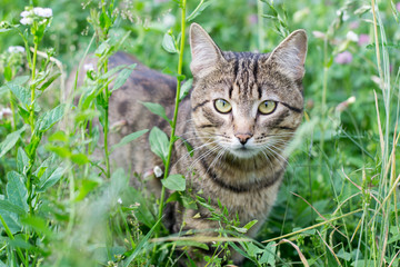 Naklejka na ściany i meble Striped fluffy cat sitting in the green grass