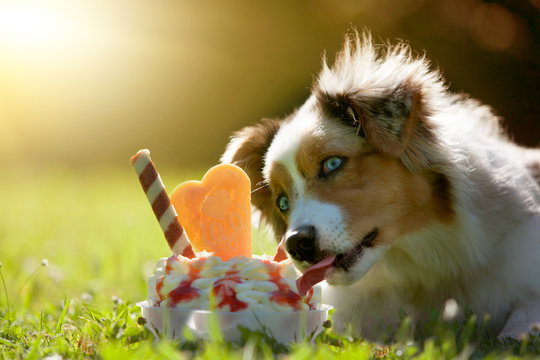 Australian Shepherd schleckt an einem Eisbecher