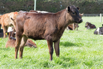 Calves on Pasture in New Zealand