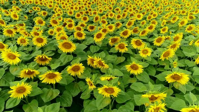 Vorw&auml;rtsflug &uuml;ber Sonnenblumen