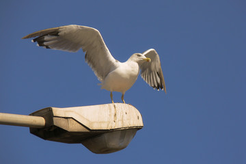 Gabbiano reale (Larus michahellis) su lampione