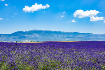 Naklejka na ściany i meble Lavender field in Provence