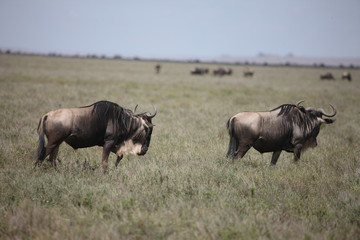 Obraz premium Wildebeest Wild Antelope Gnu in African Botswana savannah
