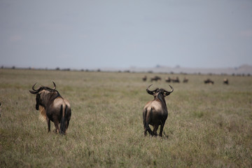 Fototapeta na wymiar Wildebeest Wild Antelope Gnu in African Botswana savannah