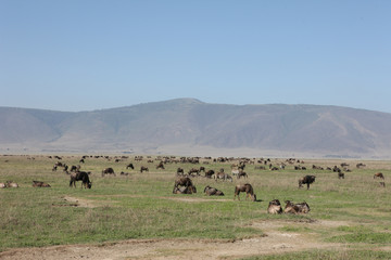 Wildebeest Wild Antelope Gnu in African Botswana savannah
