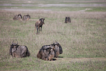 Naklejka na ściany i meble Wildebeest Wild Antelope Gnu in African Botswana savannah