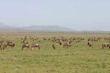 Wildebeest Wild Antelope Gnu in African Botswana savannah
