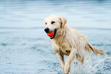 A dog runs along the beach in a spray of water, a golden retriever