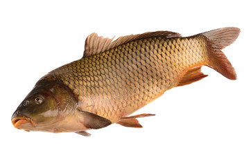 Fototapeta premium carp on a white background