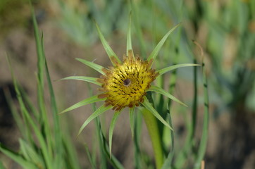 Цветущий козлобородник головчатый Tragopogon capitatus