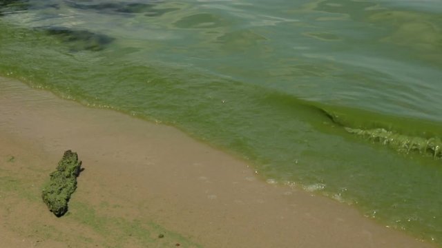 Sea in the process of flowering. Green algae