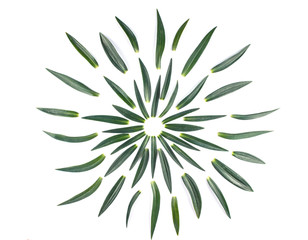 Fototapeta na wymiar Frame with leaves isolated on white background.