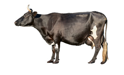 Adult cow in motion. Isolated