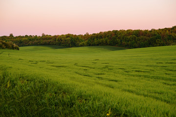 A green field, and a small forest under a blue sky