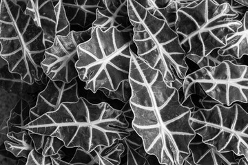 Flowers and Plants Background