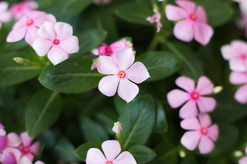 Flowers and Plants Background