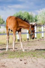 Fototapeta premium Horse
