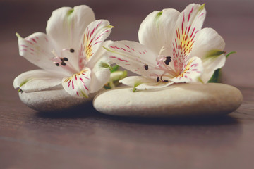 Fototapeta na wymiar Stones for massage with white flowers of alstroemeria lie on a wooden surface, preparation for spa procedures