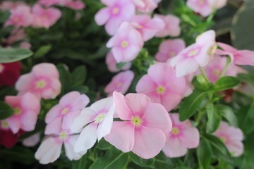 Fototapeta na wymiar light pink petunia
