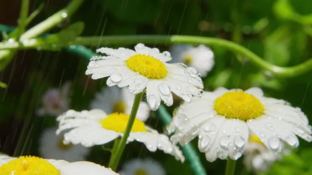 SLOW MOTION CLOSE UP DOF: Fresh rain water drops raining on white daisy flower on sunny day. Raindrops falling in blooming spring. Small water droplets dropping onto white daisy flower in meadow field