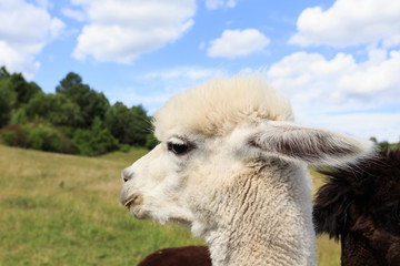 Alpaca (Vicugna pacos) is a domesticated species of South American camelid. It resembles a small llama in appearance