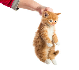 The hand held the kitten by the scruff of the neck. Isolated.