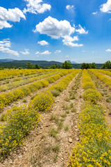 Blossoming field in the provence