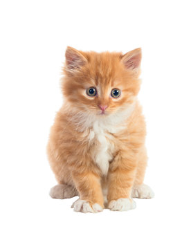 Lovely kitten of a red color. Isolated. A series of pictures in different poses.