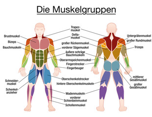 Muscle chart - GERMAN LABELING - most important muscles of the human body - colored front and back view - isolated vector illustration on white background.