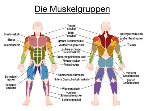 Muscle chart - GERMAN LABELING - most important muscles of the human body - colored front and back view - isolated vector illustration on white background.