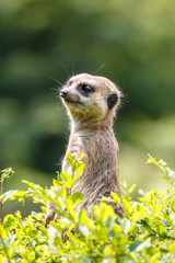 ミーアキャットのポートレート