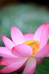 Fototapeta premium 蓮の花