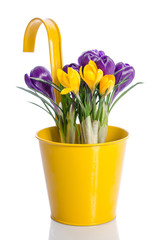 bouquet from crocus flowers in metal bucket  isolated on white