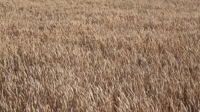 Rolling Kansas wheat field. Field of tall wheat swaying rolling in the prairie winds.