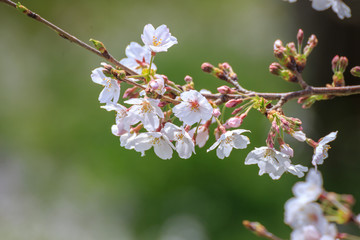 桜の花