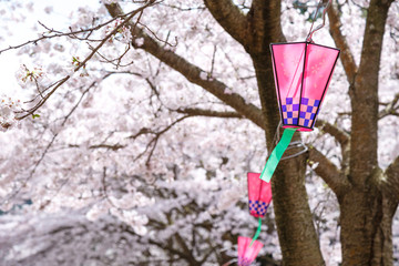 桜とランタン