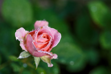 薔薇の花