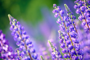 Obraz premium Lupinus, łubin, łubin pole z różowymi fioletowymi i niebieskimi kwiatami. Pęczek łubinu kwiat lato tło