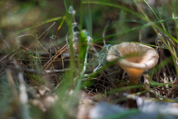 Nature, coniferous forest, fungus in forest litter.