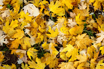 lots of yellow leaves, details