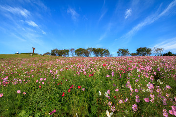 コスモス畑＠長崎県諫早市白木峰