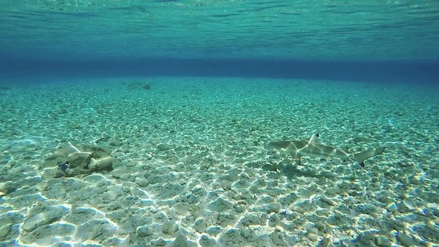 requin pointe noire en polyn&eacute;sie