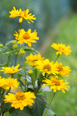 topinambur flowers selective focus