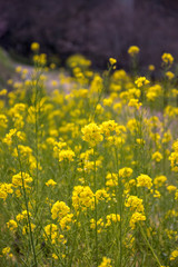 Obraz premium 菜の花畑