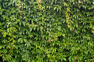 natural green wall background