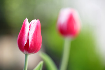 チューリップの花